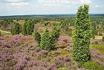 lueneburgerheide